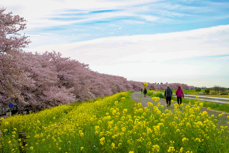 熊谷桜堤の桜並木と菜の花