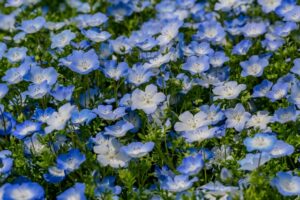北本市のネモフィラ畑