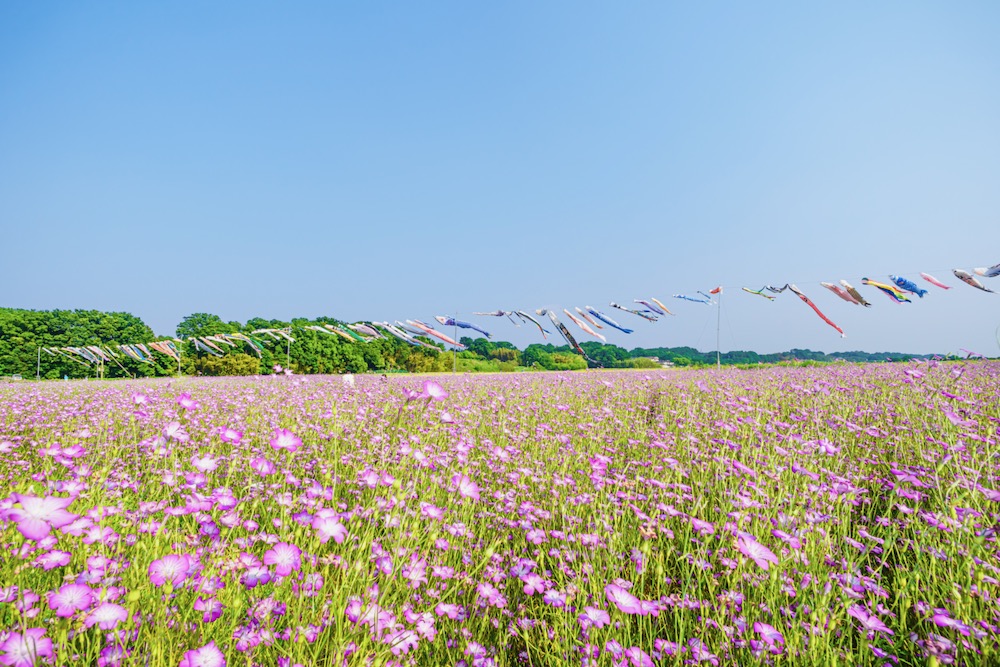 鴻巣にある日本一広いポピー畑とこいのぼり